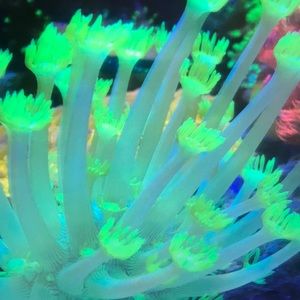 Meet your Posher, Caleb